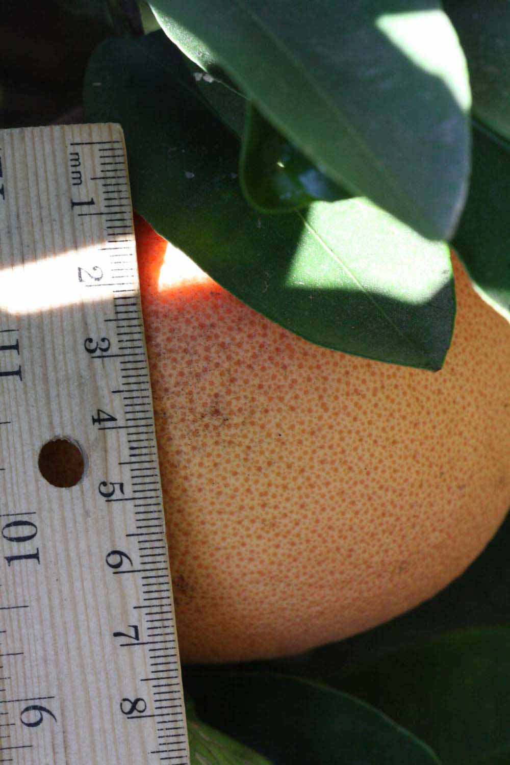            Fruit (Riverside, CA)   